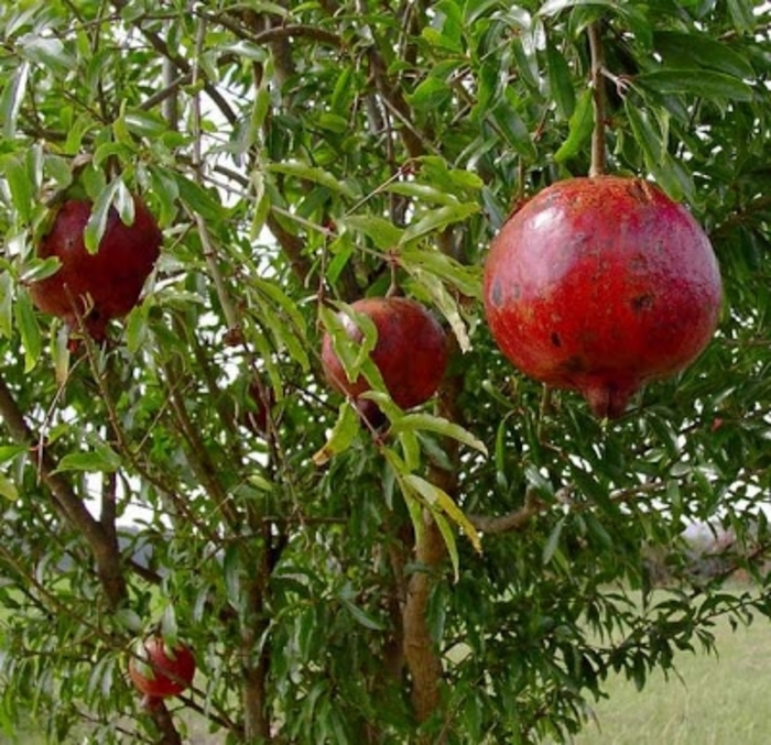 Pomegranate Wonderful - Pomegranate from Milmont Greenhouses