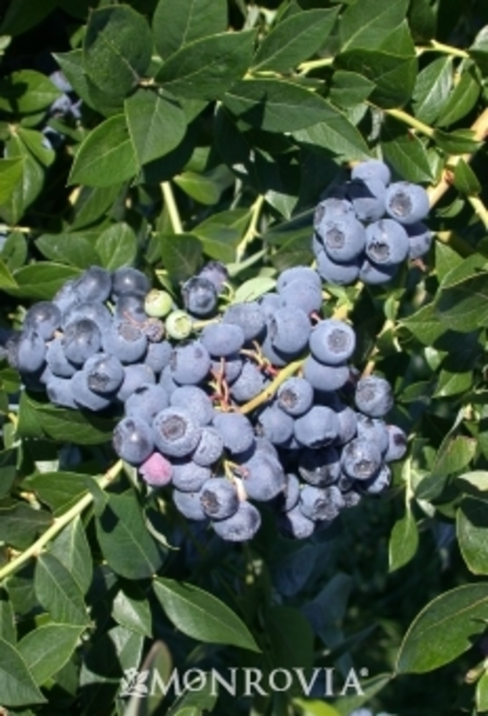 Blueberry Patriot - Blueberry from Milmont Greenhouses