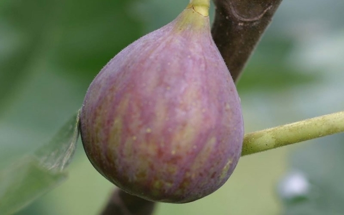 Fig Celeste - Fig from Milmont Greenhouses