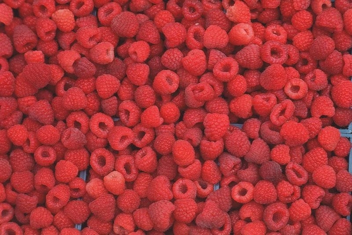 Raspberry Red Heritage - Raspberry from Milmont Greenhouses