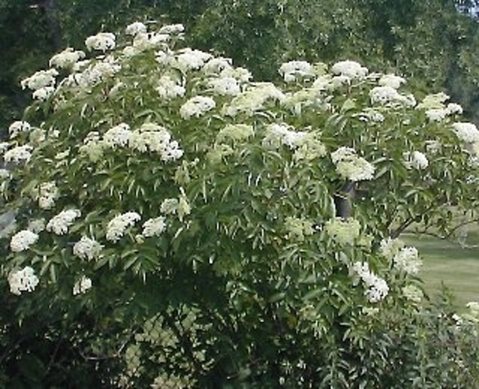 Elderberry Samyl - Elderberry from Milmont Greenhouses