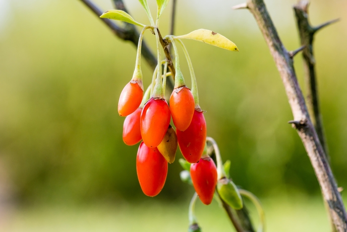 Goji Berry Crimson Star - Goji Berry from Milmont Greenhouses