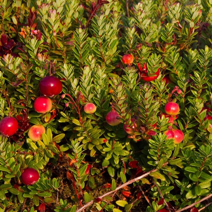 Cranberry Pilgrim - Cranberry from Milmont Greenhouses