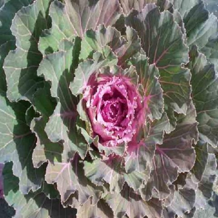 Kale Osaka Pink - Kale from Milmont Greenhouses