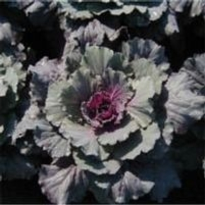 Kale Osaka Red - Kale from Milmont Greenhouses