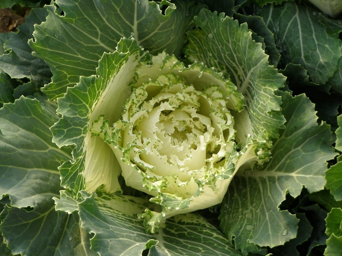 Kale Osaka White - Kale from Milmont Greenhouses