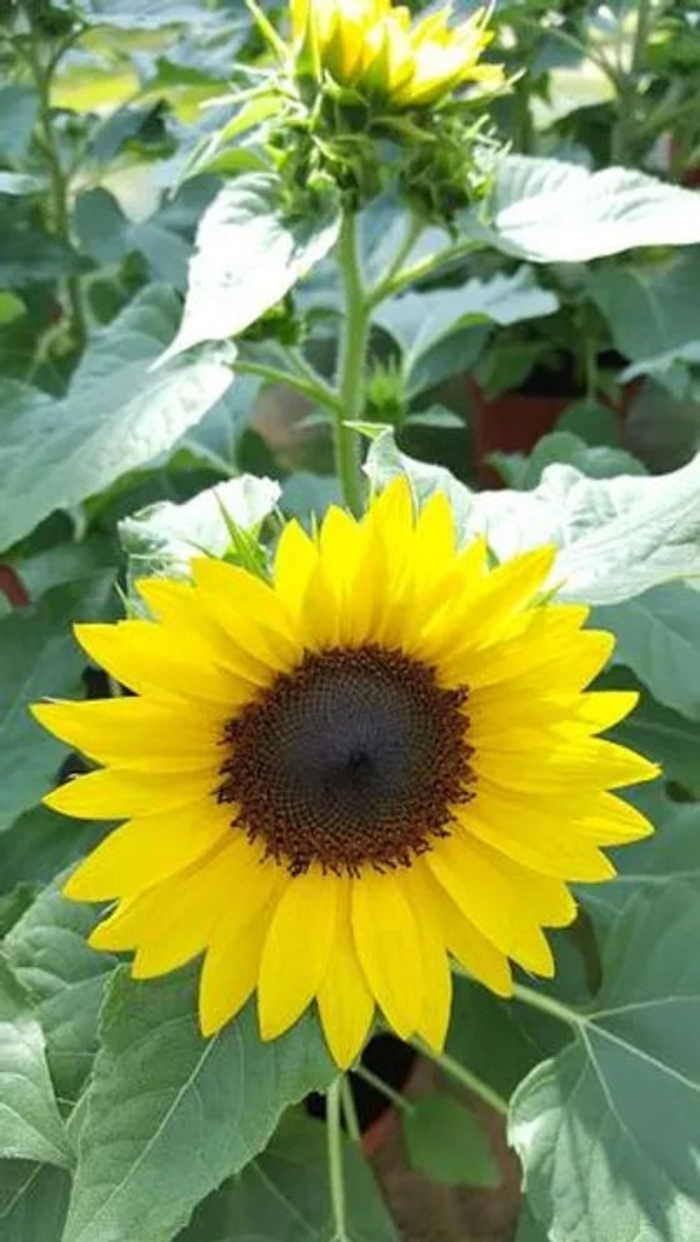 Sunflower Solsation Yellow - Sunflower from Milmont Greenhouses