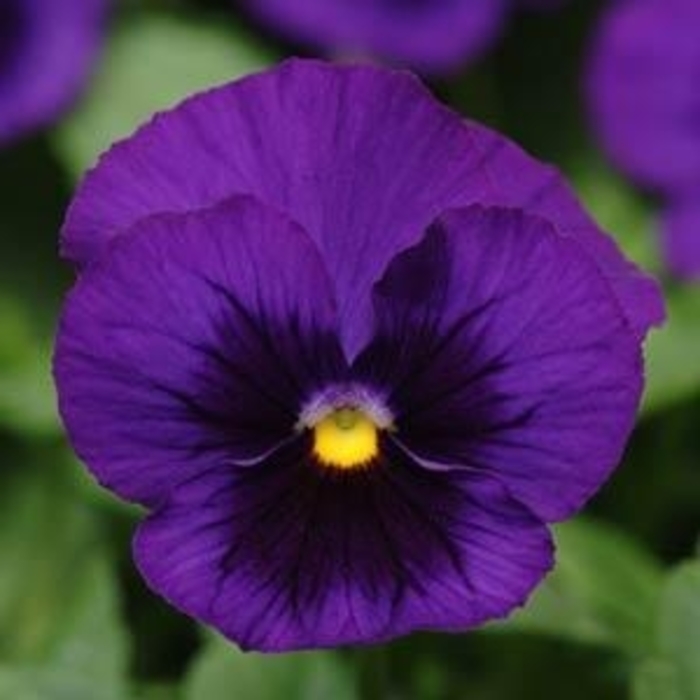 Pansy Panola Deep Blue Blotch - Pansy from Milmont Greenhouses