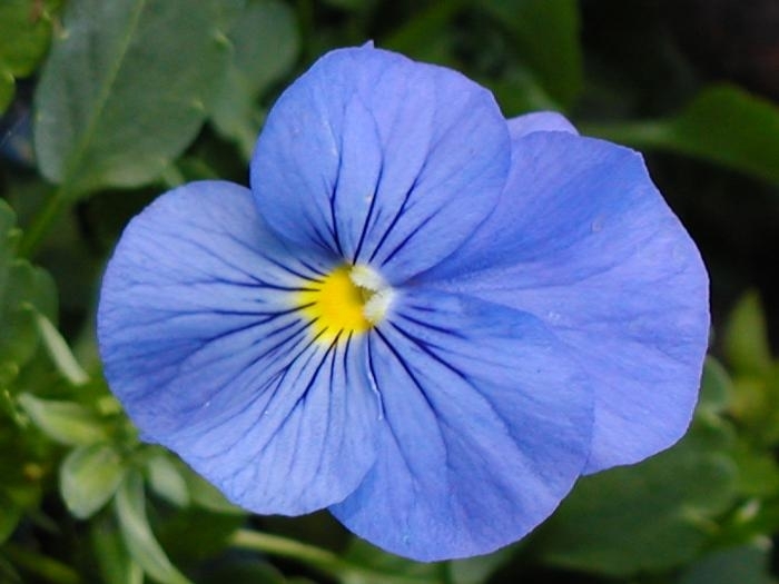 Pansy Panola True Blue - Pansy from Milmont Greenhouses