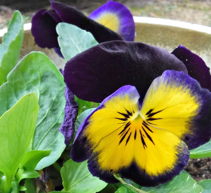 Pansy Matrix Yellow Purple Wing - Pansy from Milmont Greenhouses