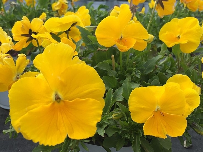 Pansy Majestic Giants II Clear Yellow - Pansy from Milmont Greenhouses