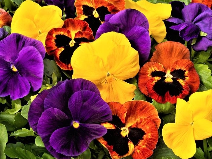 Pansy Majestic Giants II Autumn Mix - Pansy from Milmont Greenhouses