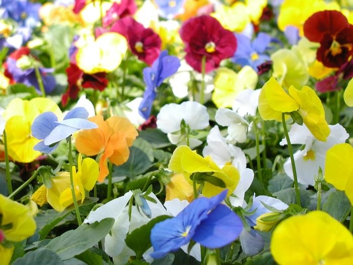 Pansy Panola Clear Mix - Pansy from Milmont Greenhouses