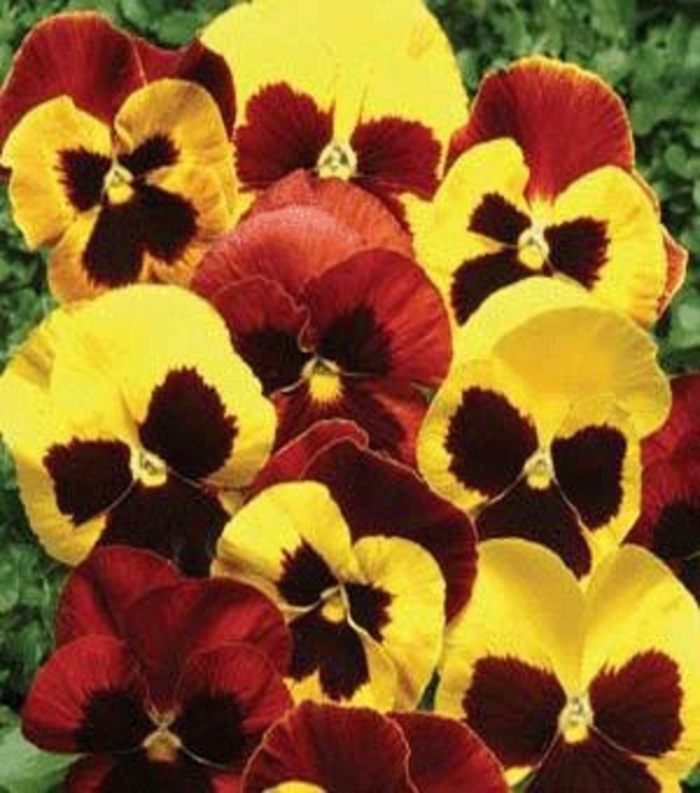 Pansy Matrix Autumn Blaze Mix - Pansy from Milmont Greenhouses