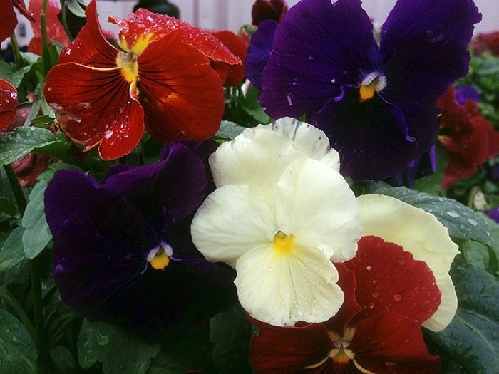 Pansy Delta Wine and Cheese Mix - Pansy from Milmont Greenhouses