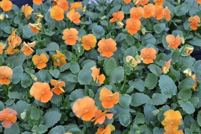 Pansy Panola Deep Orange - Pansy from Milmont Greenhouses