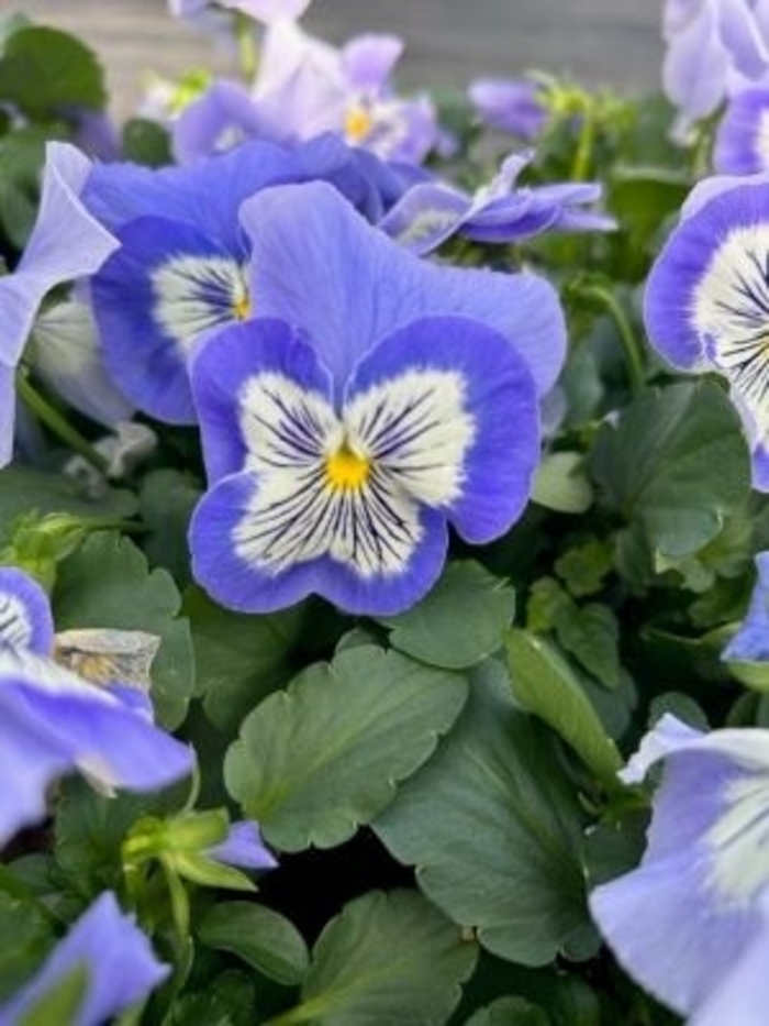 Pansy Cats Plus Marina - Pansy from Milmont Greenhouses