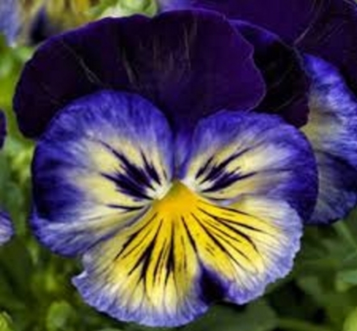 Pansy Delta Blue Morpho - Pansy from Milmont Greenhouses