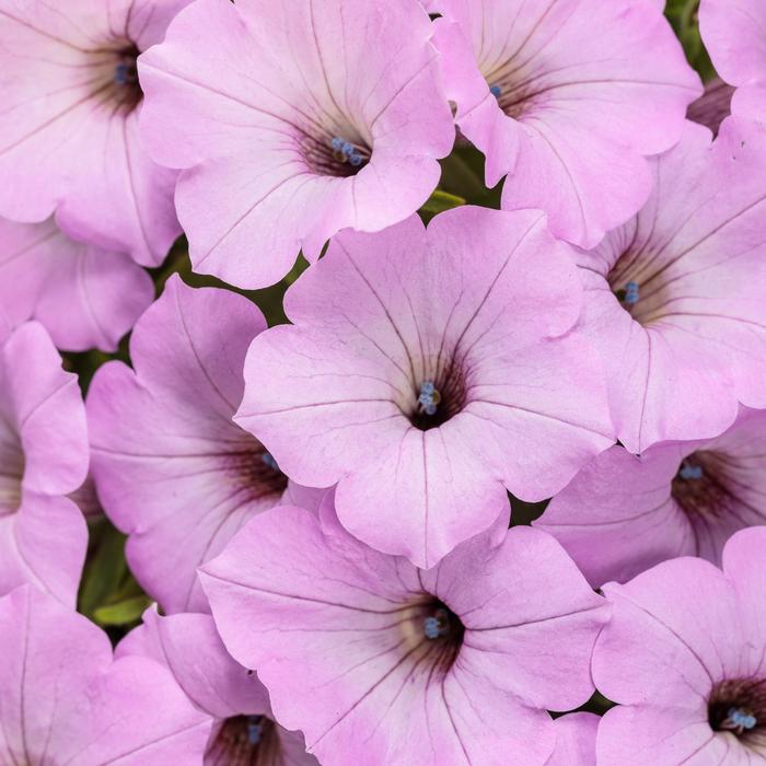 Supertunia Vista&reg; Cool Jazz&trade; - Petunia from Milmont Greenhouses