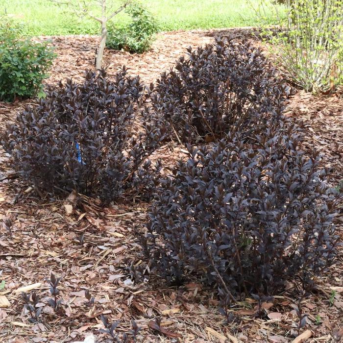 Kodiak Jet Black&reg;' Bush Honeysuckle - Diervilla from Milmont Greenhouses