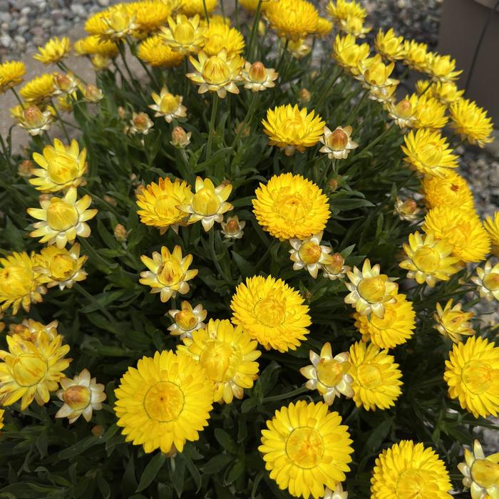 'SunBrero Yellow' Strawflower - Bracteantha bracteata from Milmont Greenhouses