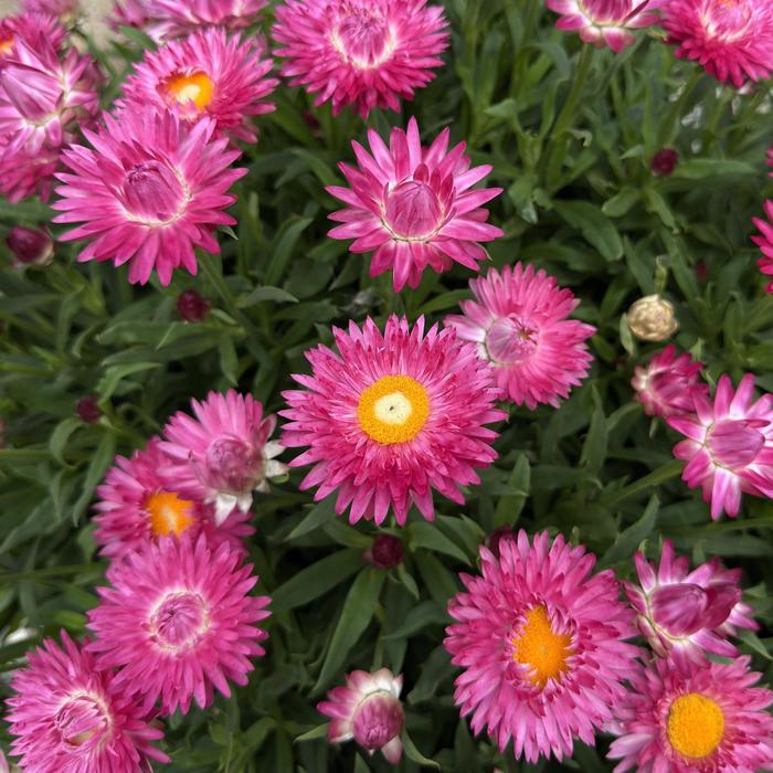'SunBrero Pink' Strawflower - Bracteantha bracteata from Milmont Greenhouses