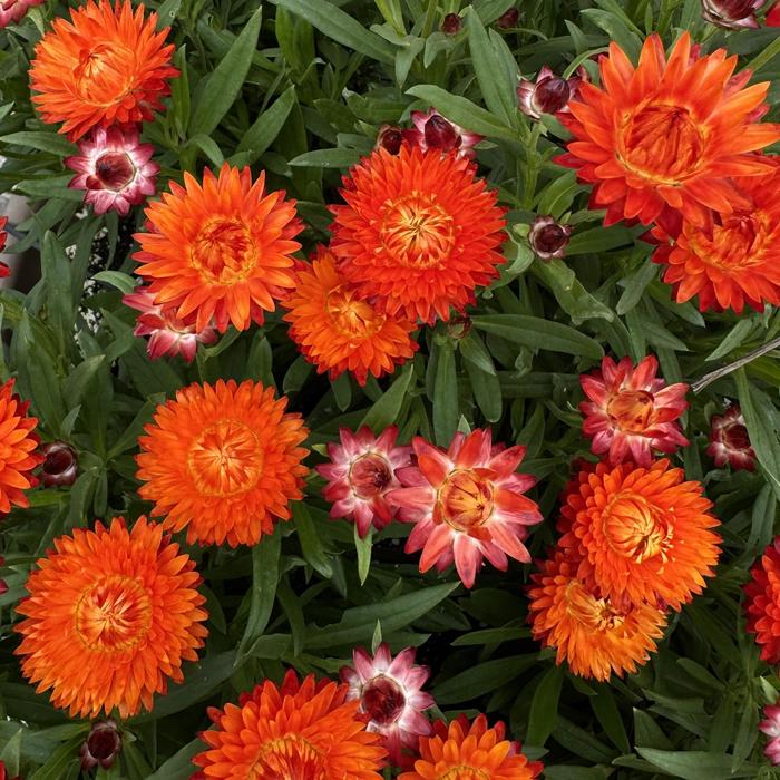 'SunBrero Orange' Strawflower - Bracteantha bracteata from Milmont Greenhouses