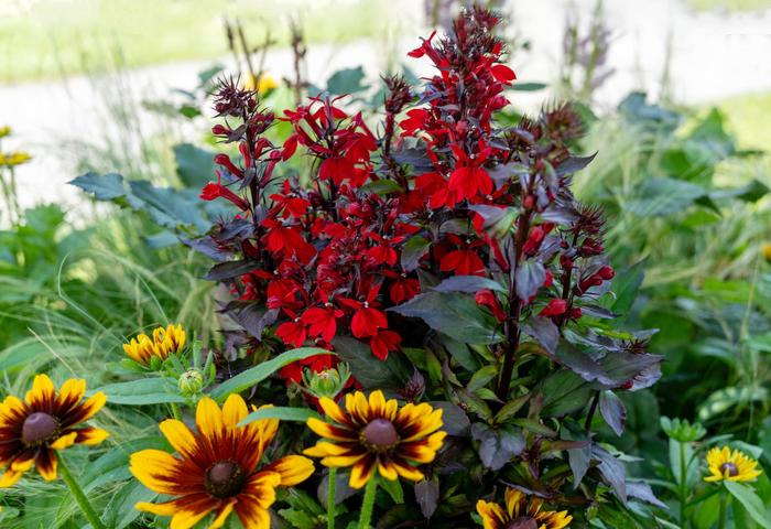 Fan&reg; Scarlet Compact Cardinal Flower - Lobelia x speciosa from Milmont Greenhouses