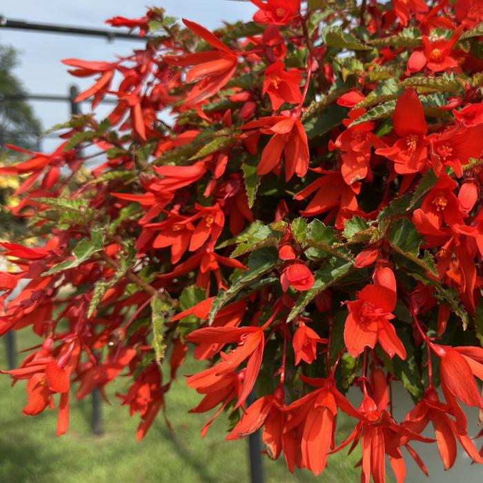 Waterfall&reg; 'Encanto Orange' - Begonia boliviensis from Milmont Greenhouses