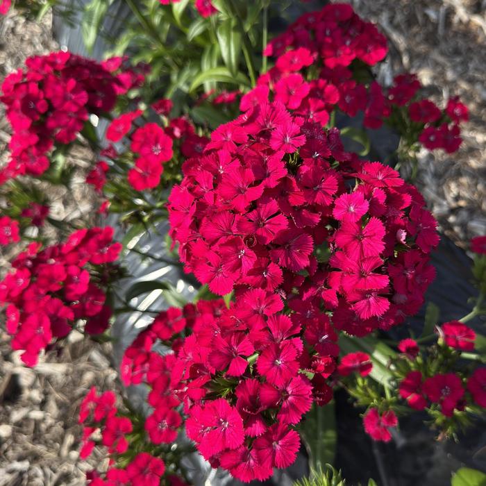Jolt&trade; 'Cherry' - Dianthus (Interspecific Dianthus) from Milmont Greenhouses