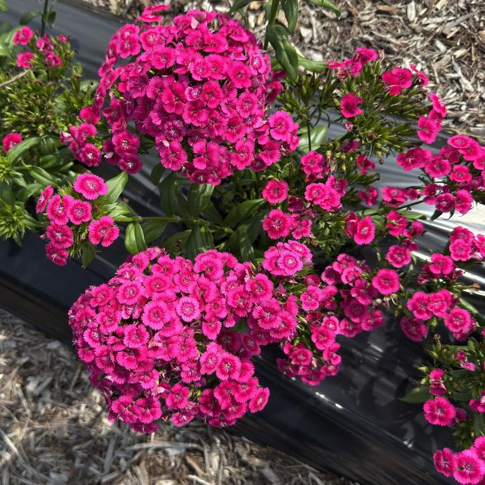 Jolt&trade; Pink - Dianthus (Interspecific Dianthus) from Milmont Greenhouses
