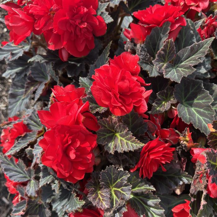 Nonstop&reg; 'Mocca Deep Red' - Begonia x tuberhybrida (Tuberous Begonia) from Milmont Greenhouses