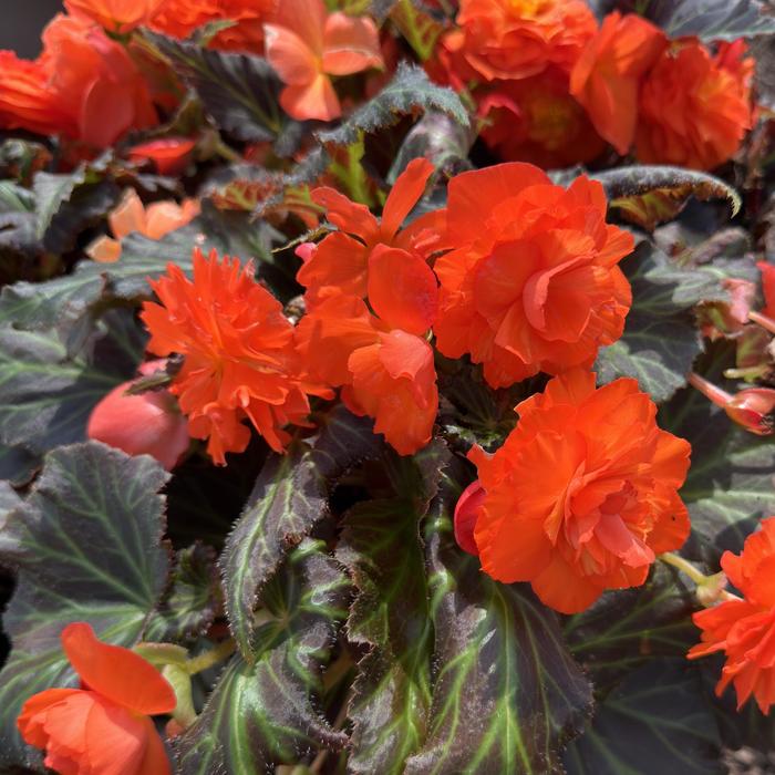 Nonstop&reg; Mocca Deep Orange - Begonia x tuberhybrida (Tuberous Begonia) from Milmont Greenhouses