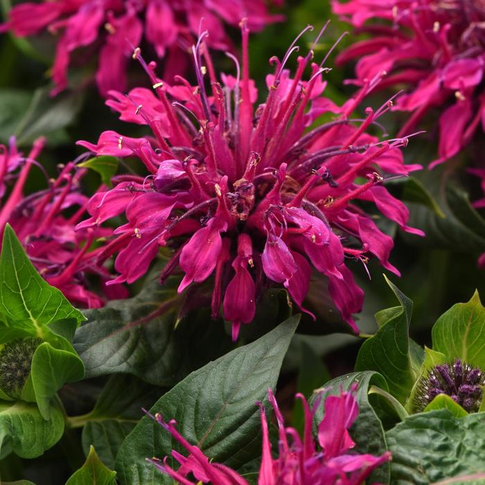BeeMine&trade; Purple - Monarda didyma (Bee Balm) from Milmont Greenhouses