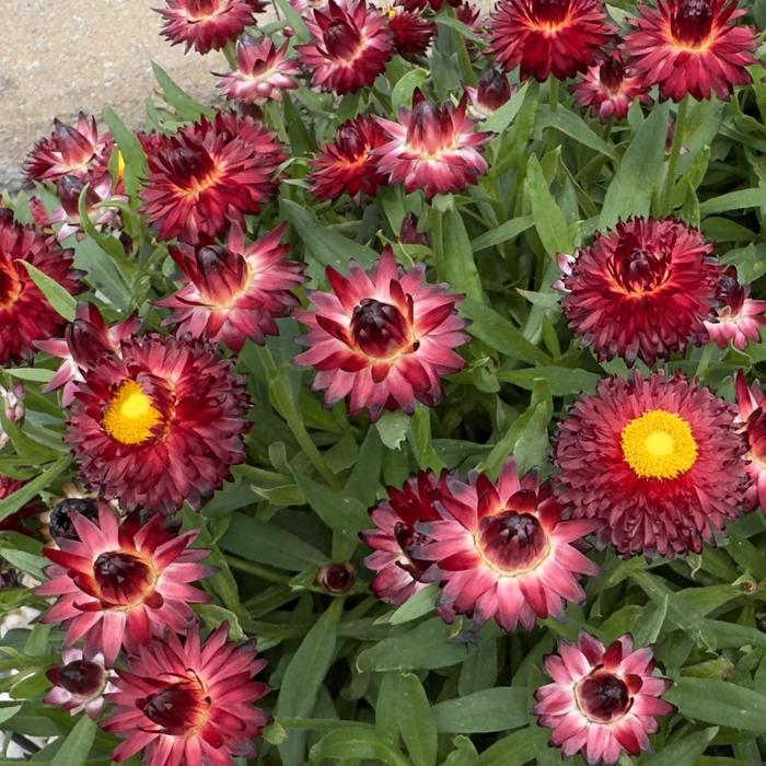 'SunBrero Red' Strawflower - Bracteantha bracteata from Milmont Greenhouses