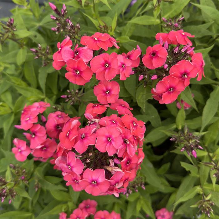Flame&reg; 'Watermelon' - Phlox paniculata (Garden Phlox) from Milmont Greenhouses