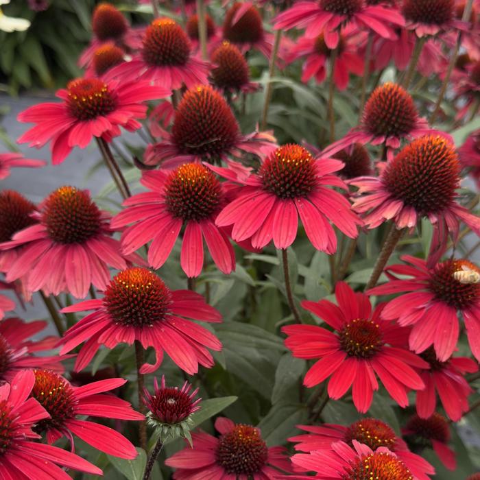 Sunmagic® 'Vintage Hot Red' Coneflower - Echinacea x from Milmont Greenhouses