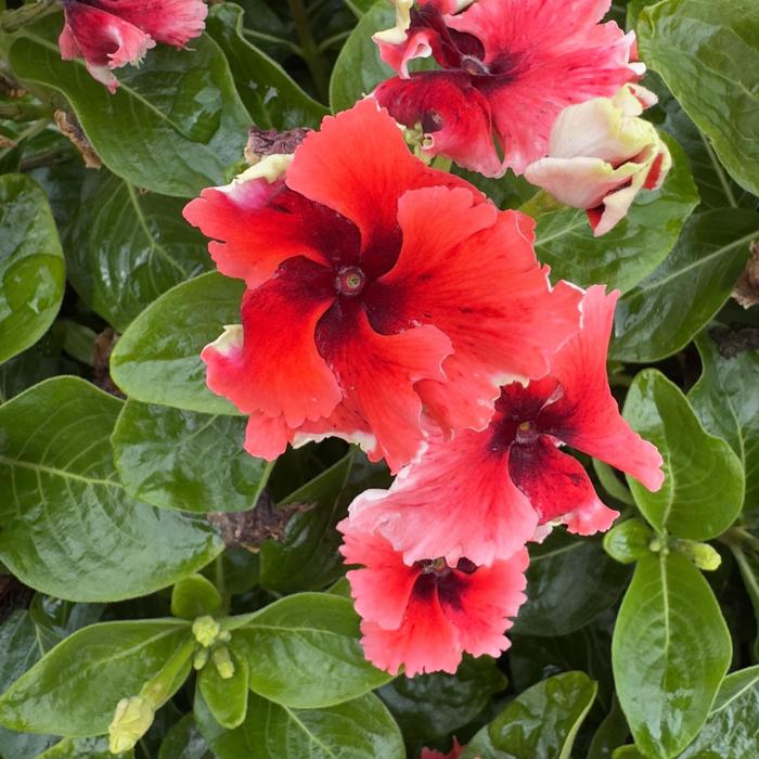 Soiree&reg; Flamenco 'Electric Salmon Eye' - Catharanthus (Vinca) from Milmont Greenhouses