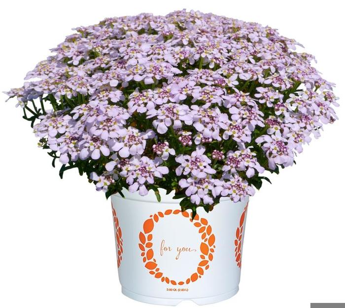'Candy Sorbet' Candytuft - Iberis from Milmont Greenhouses