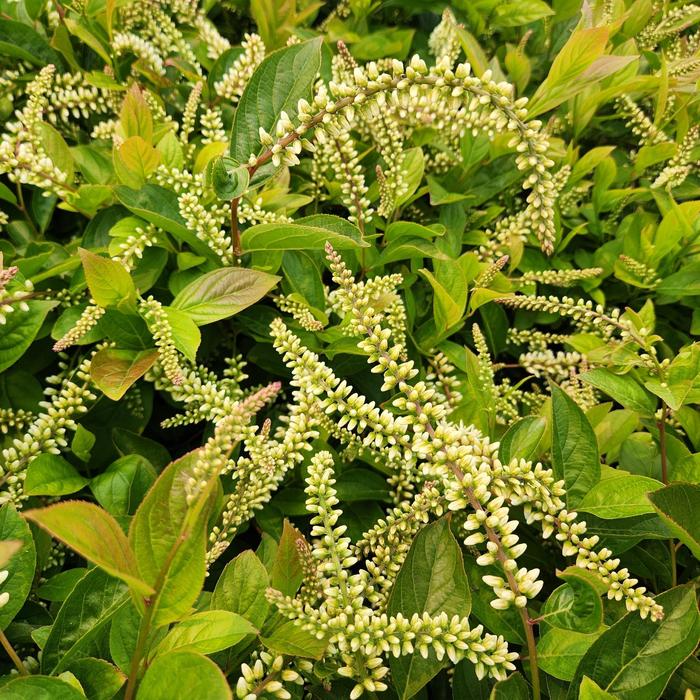 'Fountains of Rouge&trade;' Virginia sweet - Itea virginica from Milmont Greenhouses