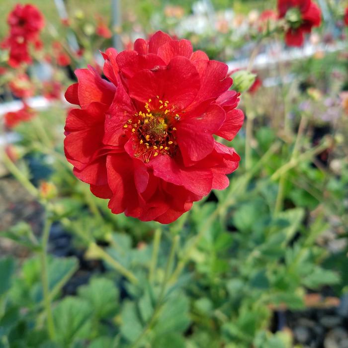 'Double Bloody Mary' - Geum from Milmont Greenhouses