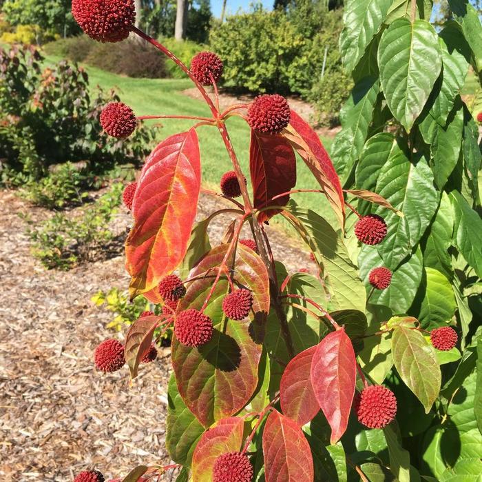 Crimson Comet&trade; Button Bush - Cephalanthus occidentalis from Milmont Greenhouses