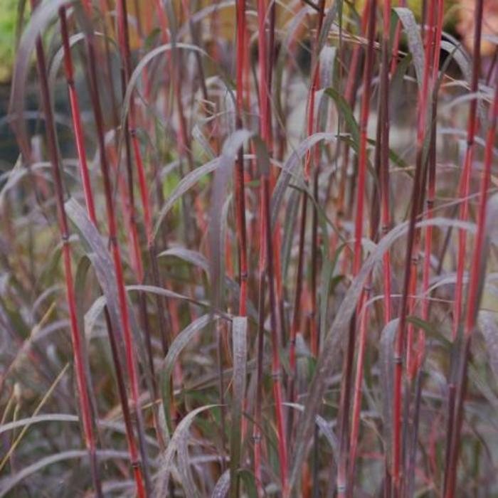 'Holy Smoke' Big Bluestem - Andropogon gerardii from Milmont Greenhouses
