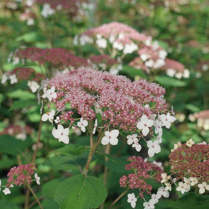 'Pinky Pollen Ring&trade;' Smooth Hydrangea - Hydrangea arborescens from Milmont Greenhouses