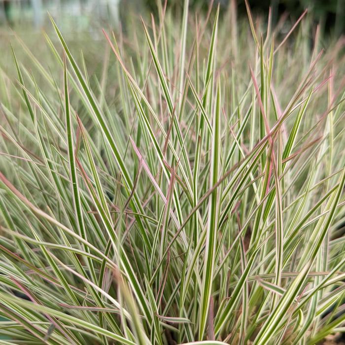 'Chameleon' Little Bluestem Grass - Schizachyrium scoparium from Milmont Greenhouses