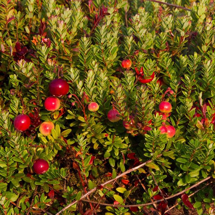 'Pilgrim' American Cranberry - Vaccinium macrocarpon from Milmont Greenhouses