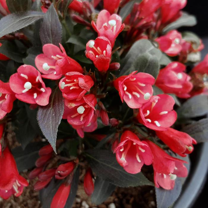 Date Night&trade; 'Electric Love&reg;' - Weigela from Milmont Greenhouses