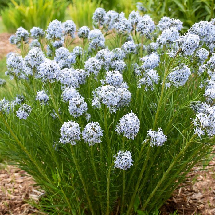 'String Theory' Bluestar - Amsonia hubrichtii from Milmont Greenhouses