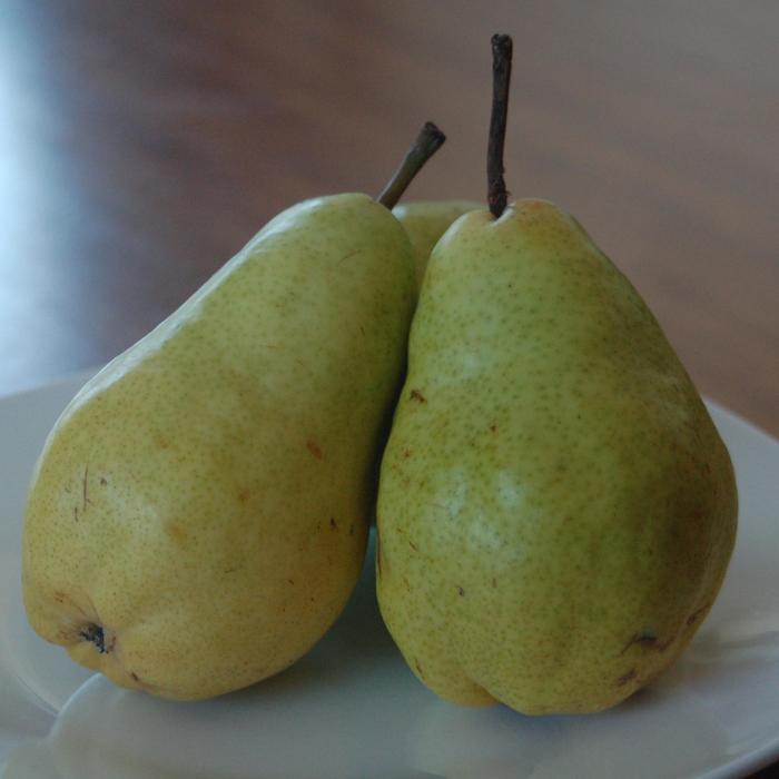 'Bartlett' Pear - Pyrus communis from Milmont Greenhouses