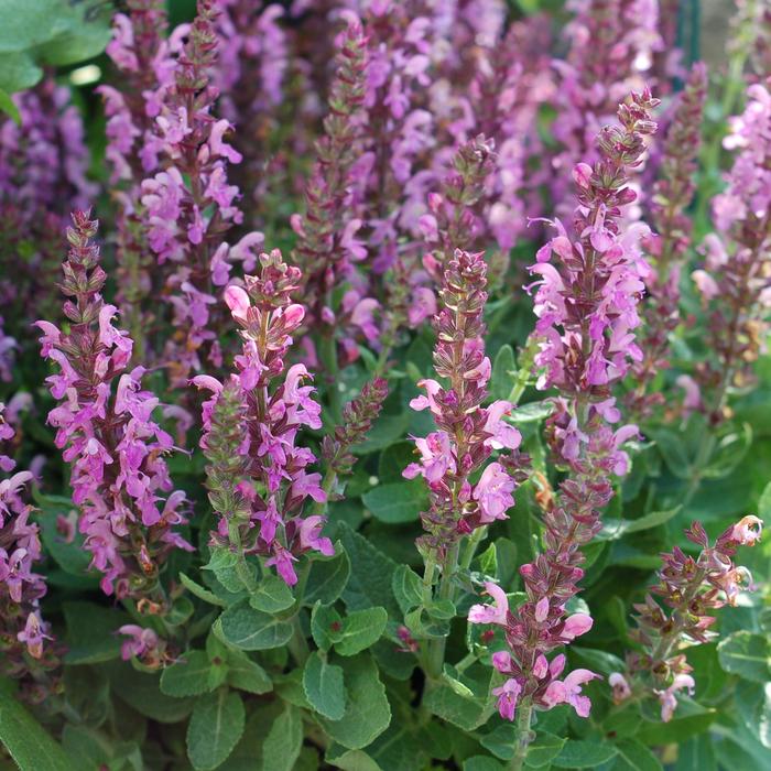 'Sensation Deep Rose' - Salvia nemorosa from Milmont Greenhouses